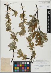 Foto von Salix glabra Scop.